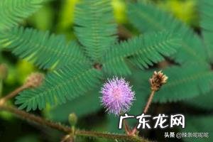 含羞草为什么会害羞呢?