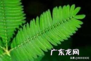 含羞草为什么会害羞呢?