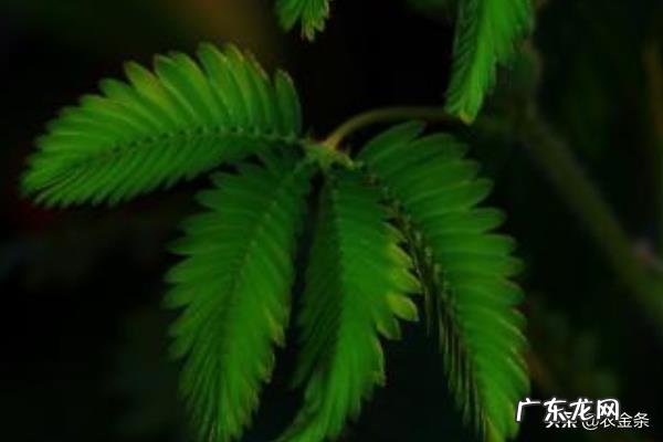 含羞草为什么会害羞呢?