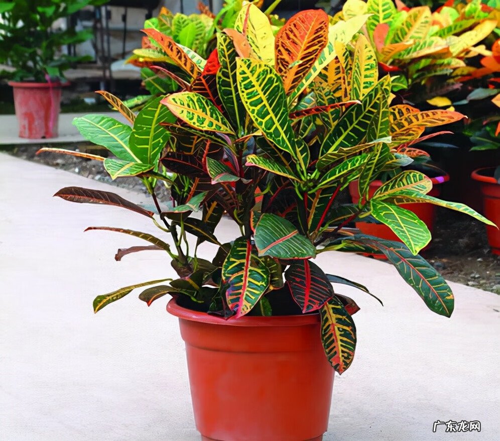 红色杜鹃花有毒吗