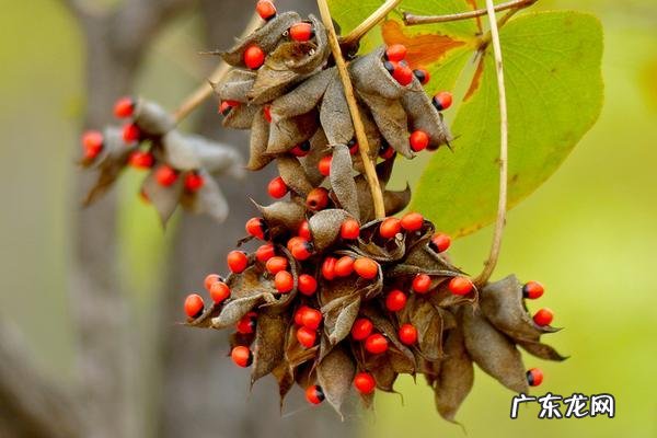 红色杜鹃花有毒吗