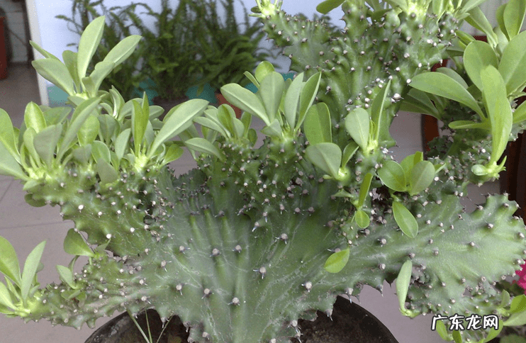 红色杜鹃花有毒吗