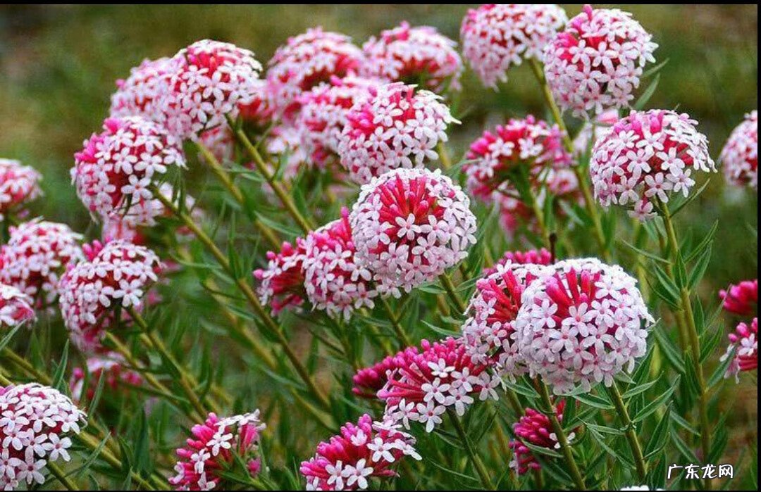 红色杜鹃花有毒吗