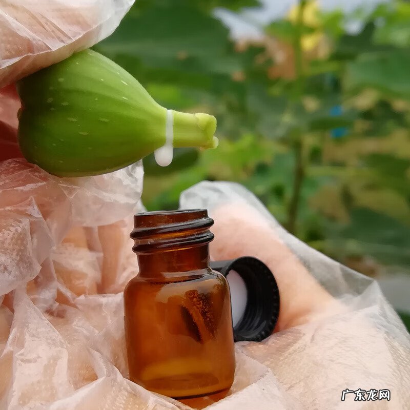 红色杜鹃花有毒吗