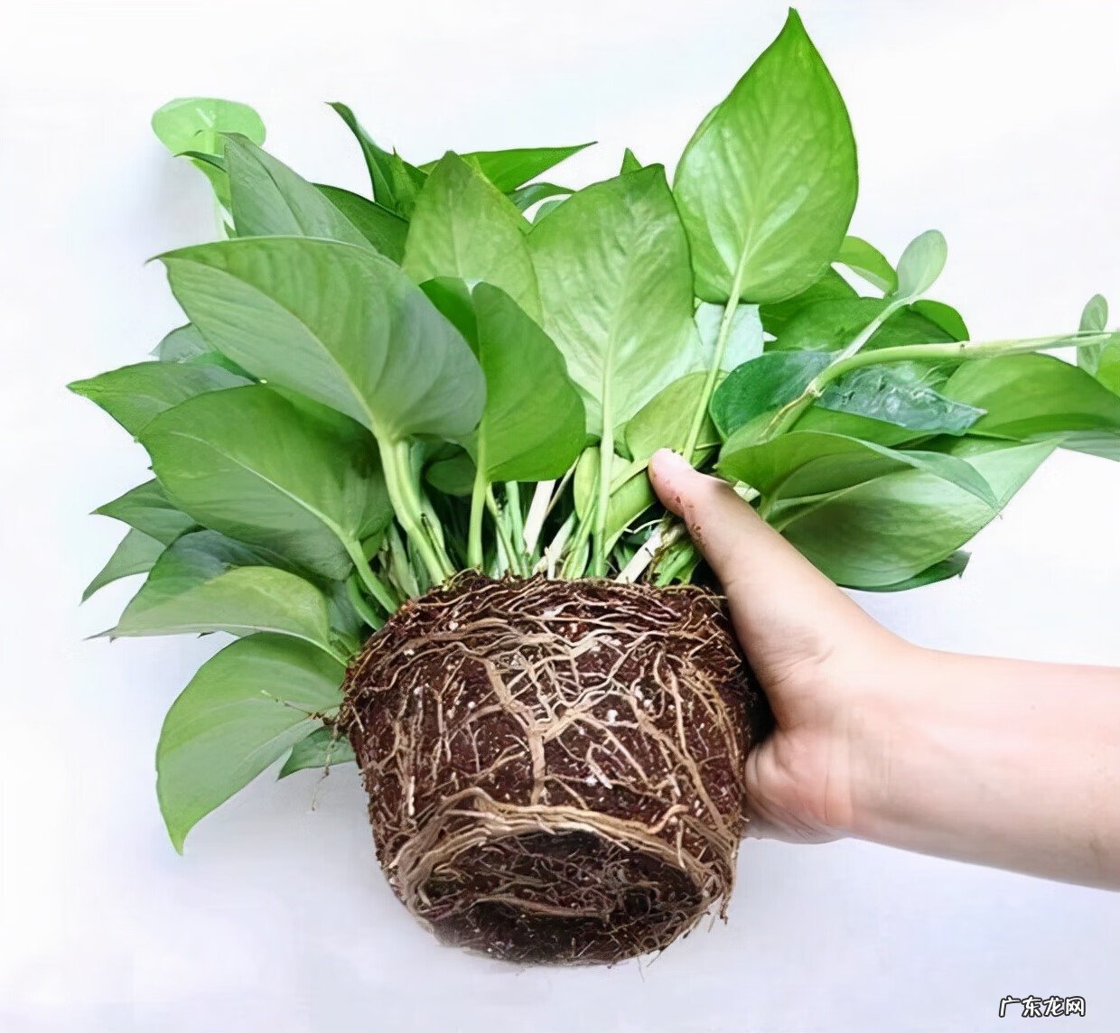 红色杜鹃花有毒吗