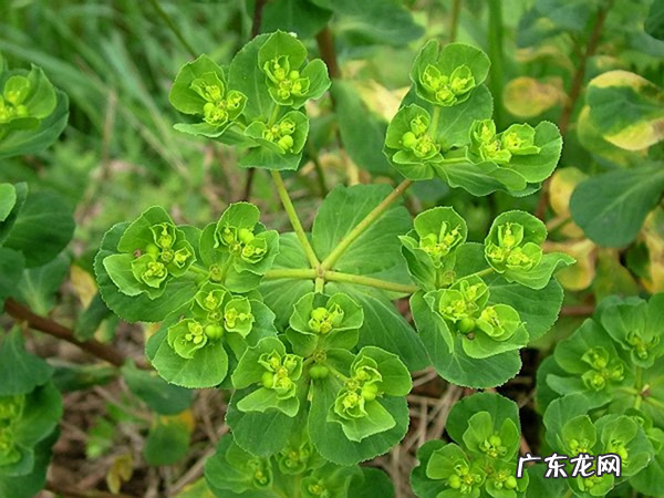 红色杜鹃花有毒吗