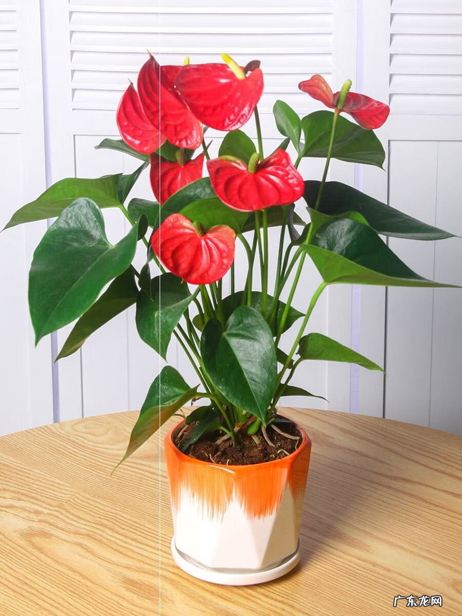 红色杜鹃花有毒吗