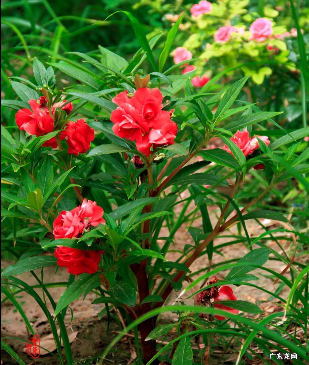 红色杜鹃花有毒吗