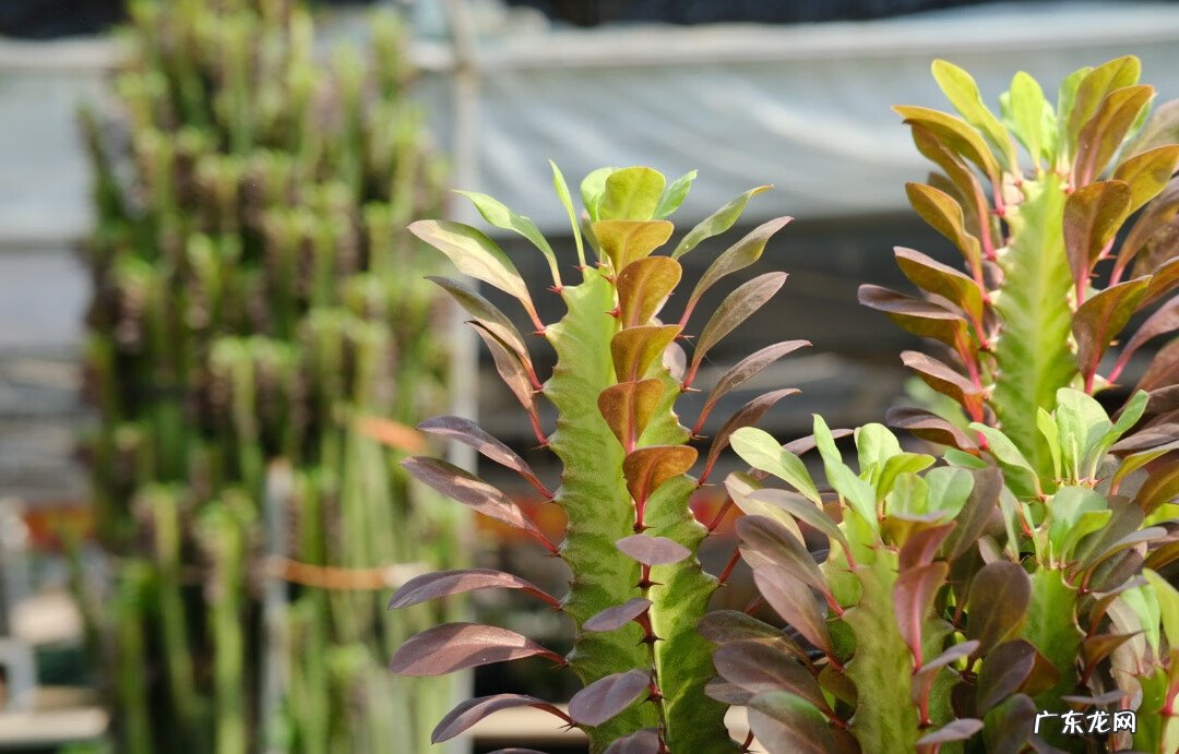 红色杜鹃花有毒吗