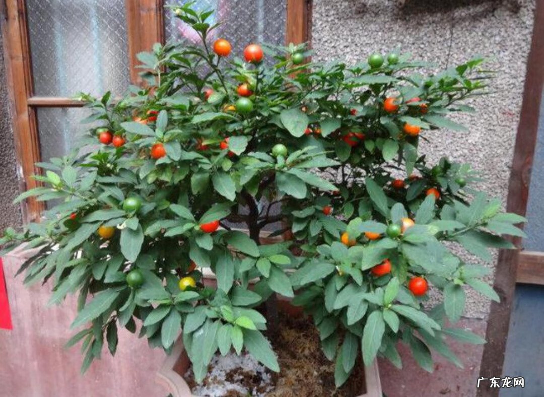 红色杜鹃花有毒吗