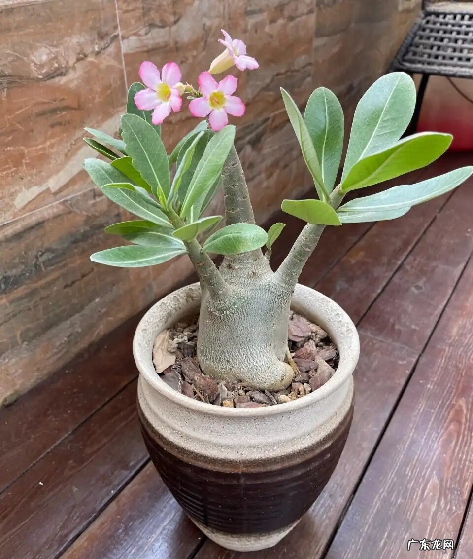 红色杜鹃花有毒吗