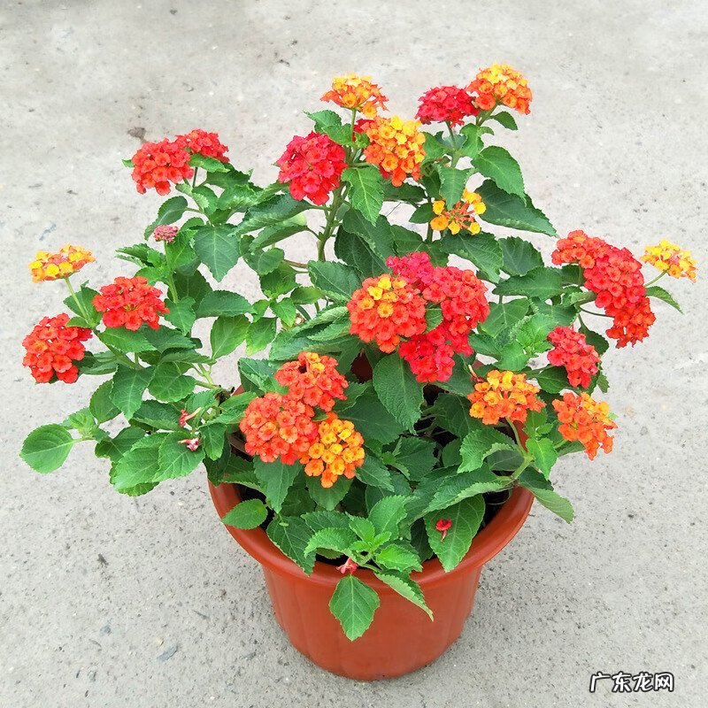 红色杜鹃花有毒吗