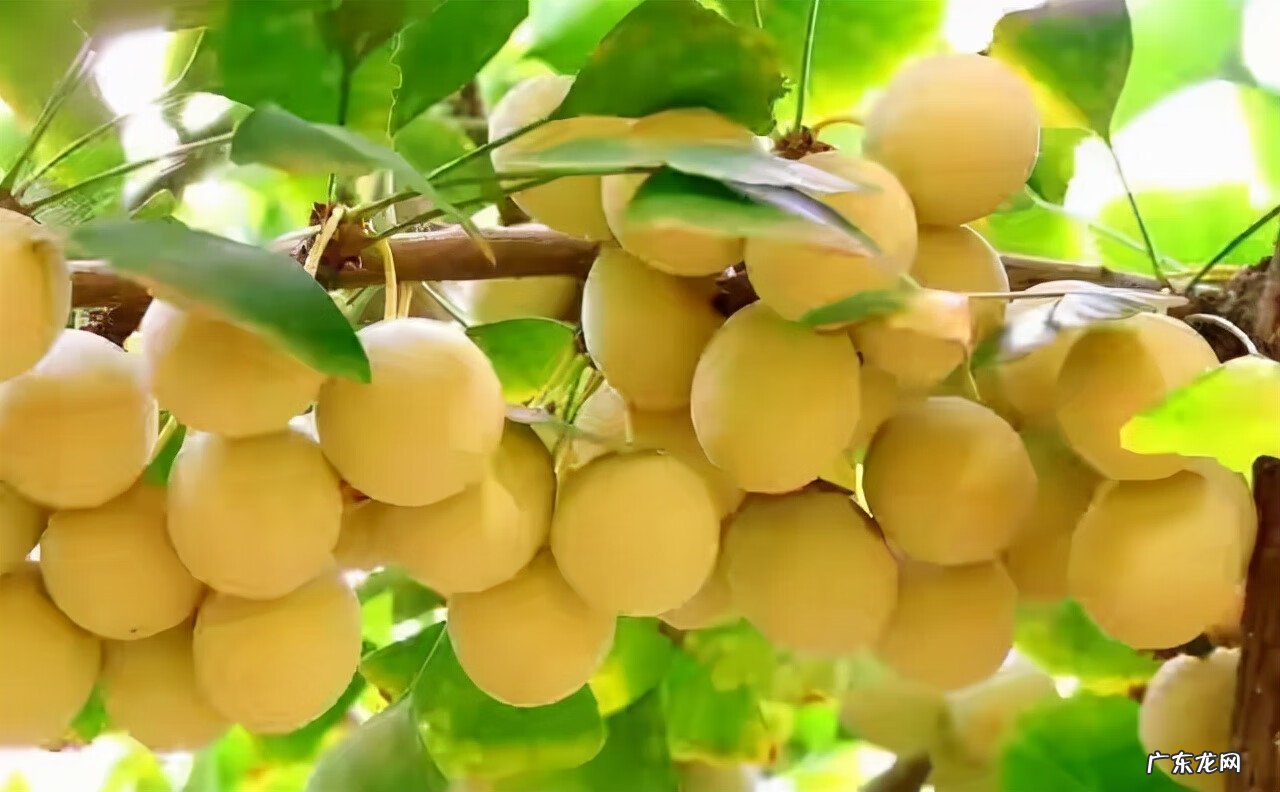 红色杜鹃花有毒吗