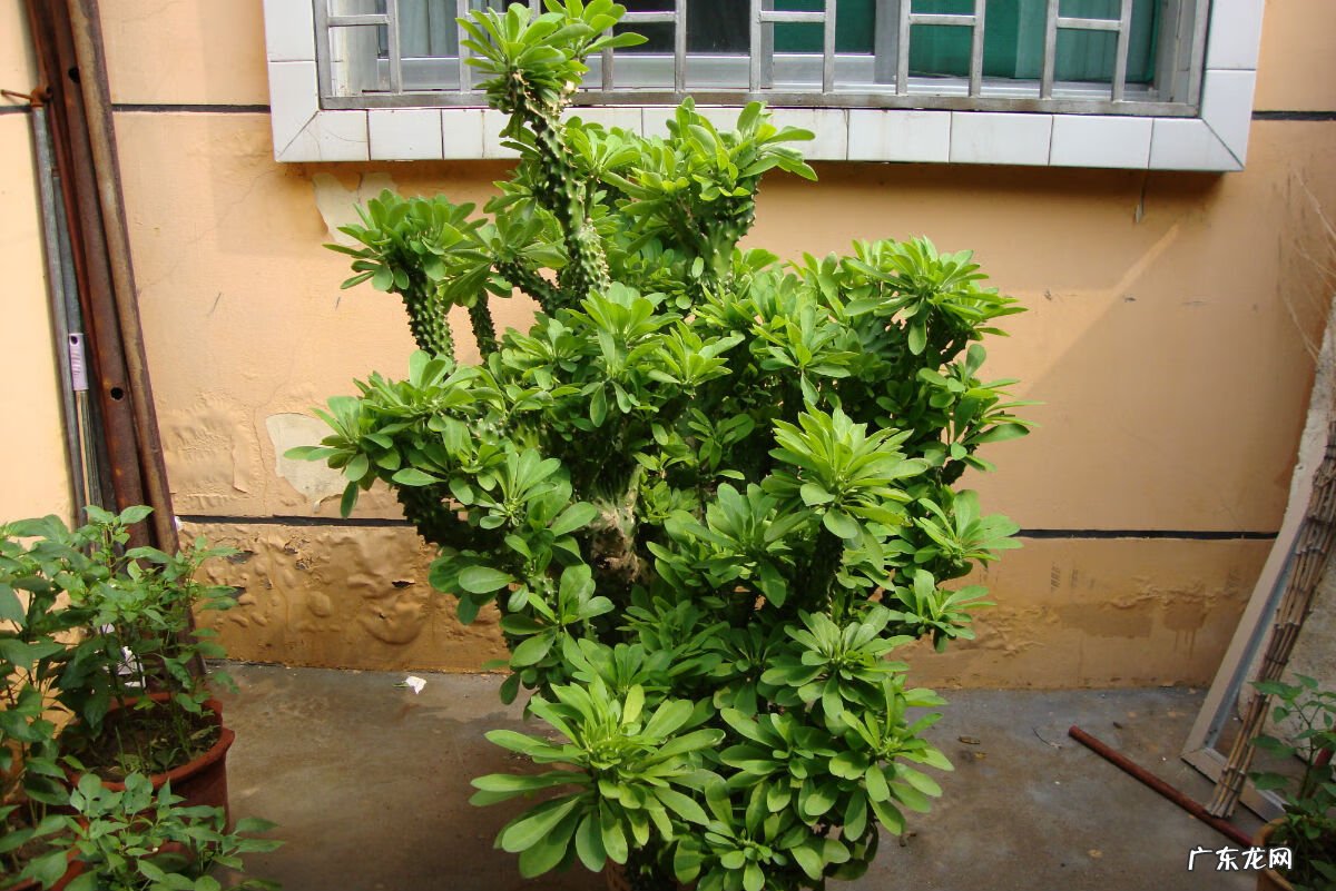 红色杜鹃花有毒吗