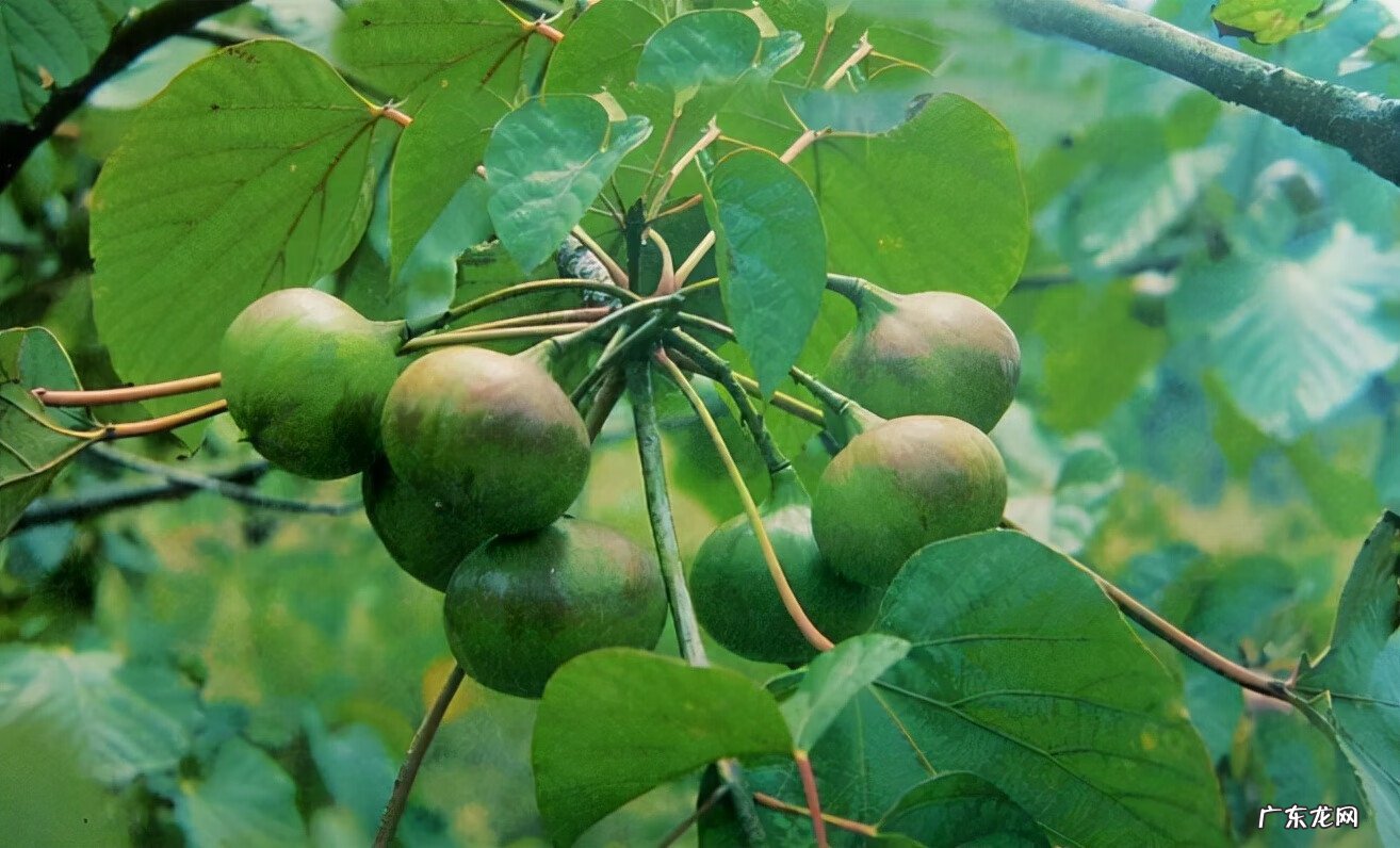 红色杜鹃花有毒吗