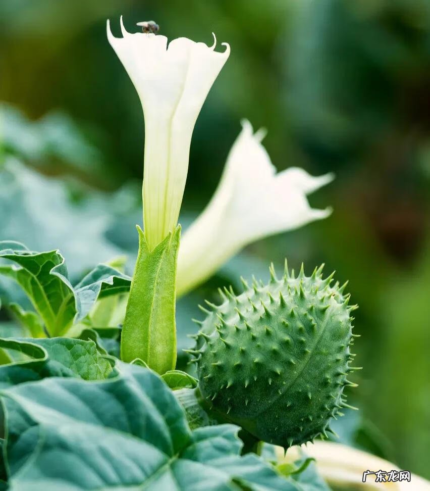 红色杜鹃花有毒吗