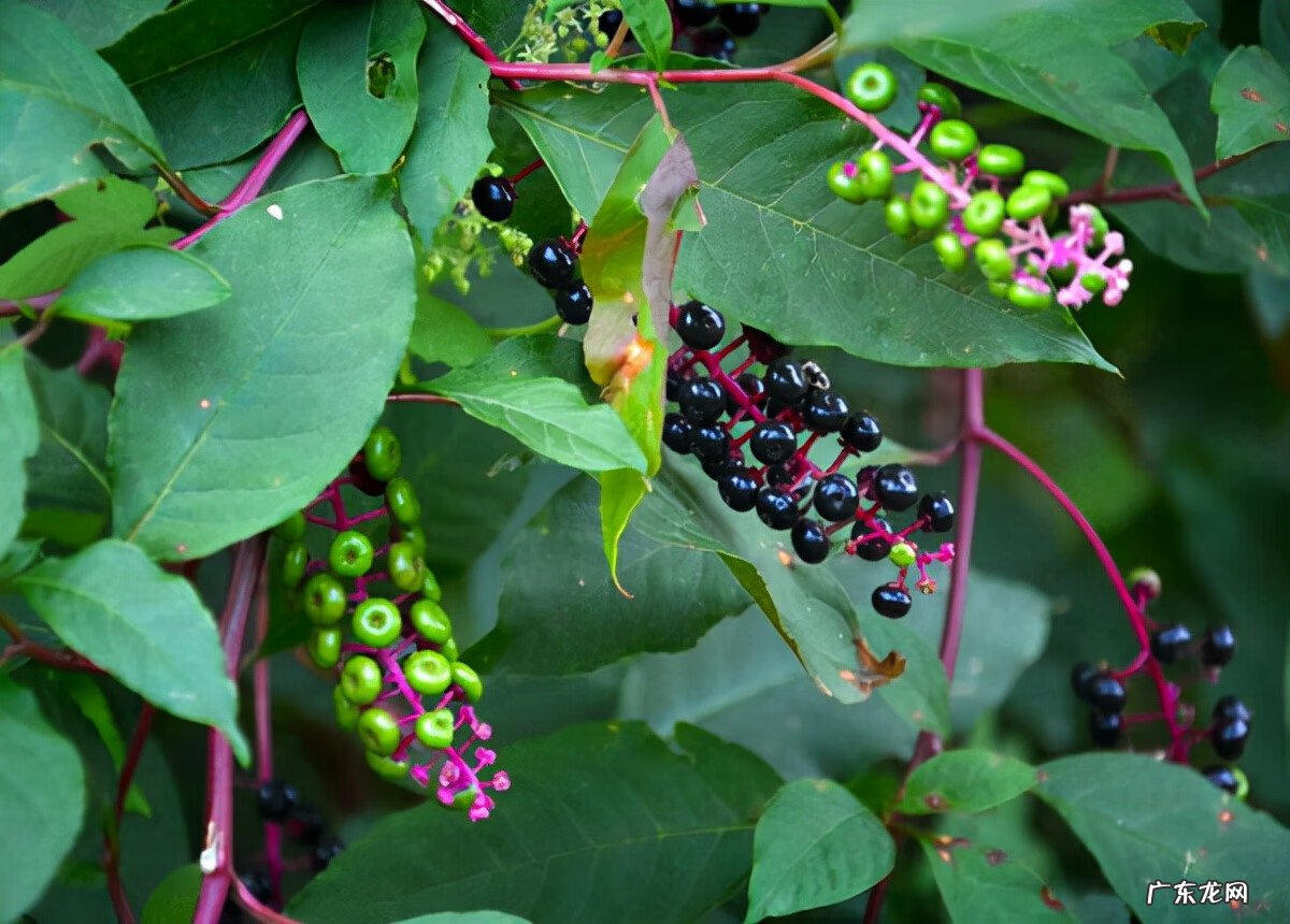 红色杜鹃花有毒吗