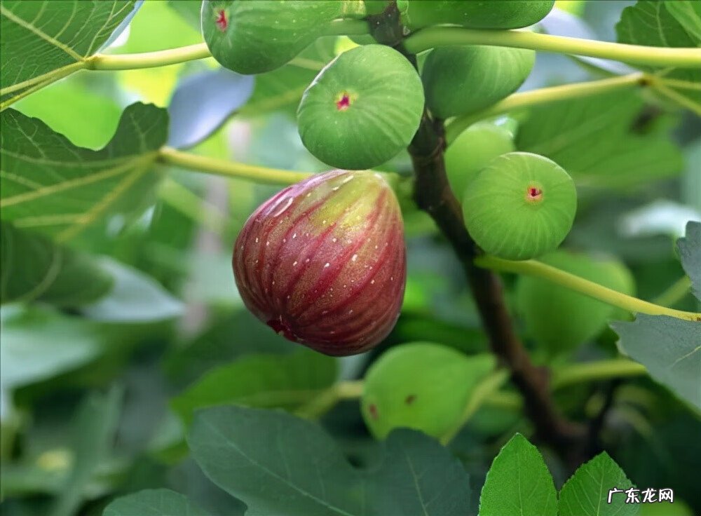 红色杜鹃花有毒吗