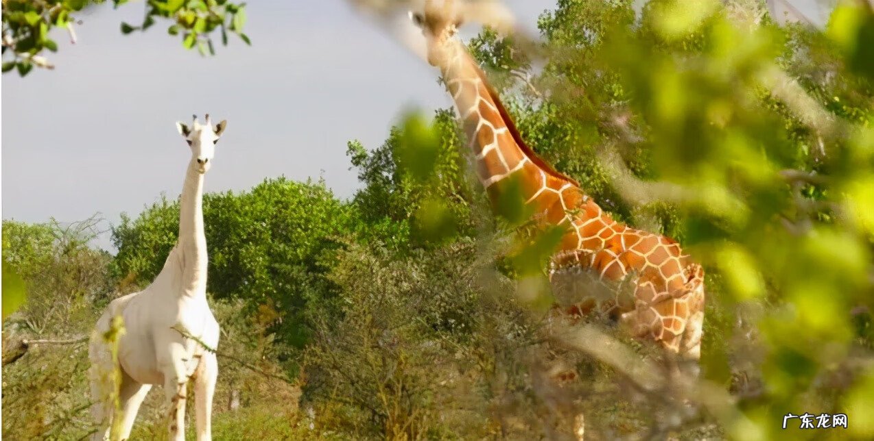 马里共和国 masai