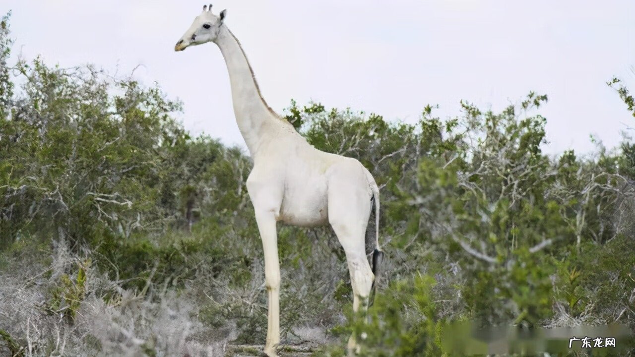 马里共和国 masai