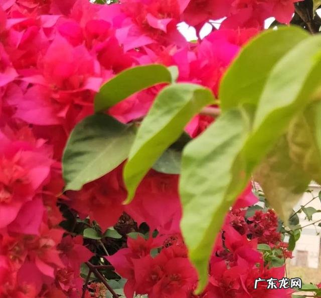 怎样挽回态度决绝的前男友?