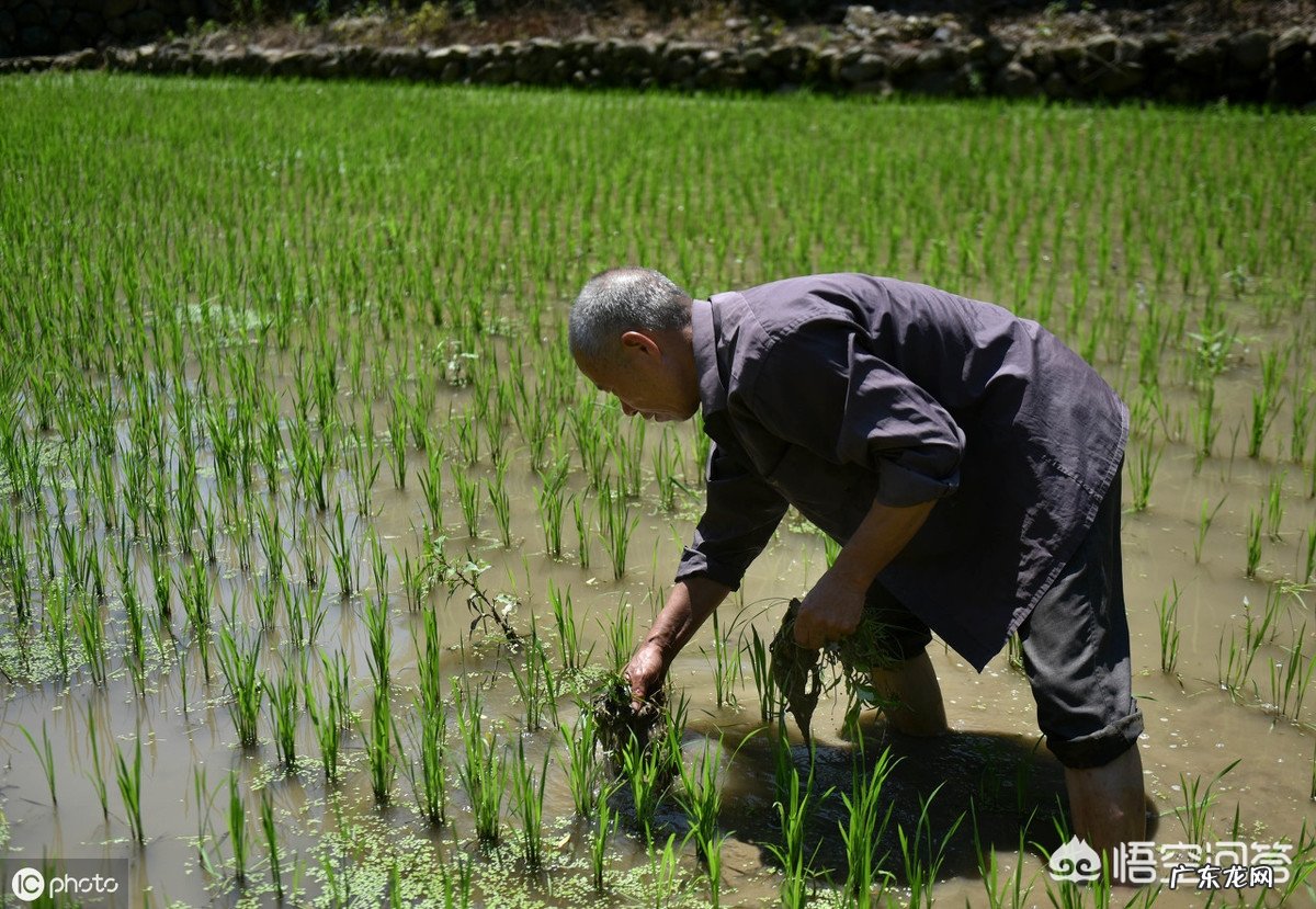 在野外干活,突然下大雨没带雨具,可以在树下避雨吗?