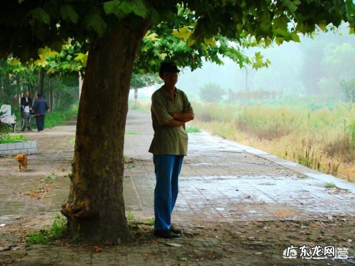 在野外干活,突然下大雨没带雨具,可以在树下避雨吗?