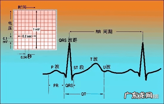 心电图导联的位置图片 心电图导联位置