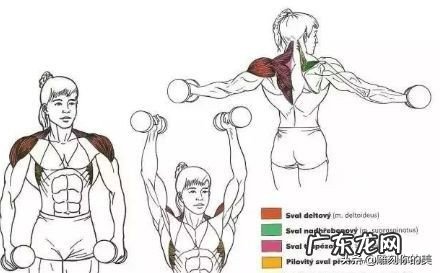 怎样瘦手臂和肩膀最快方法?