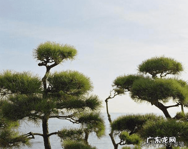 屋后有松树风水如何 松树适合栽在什么地方风水好