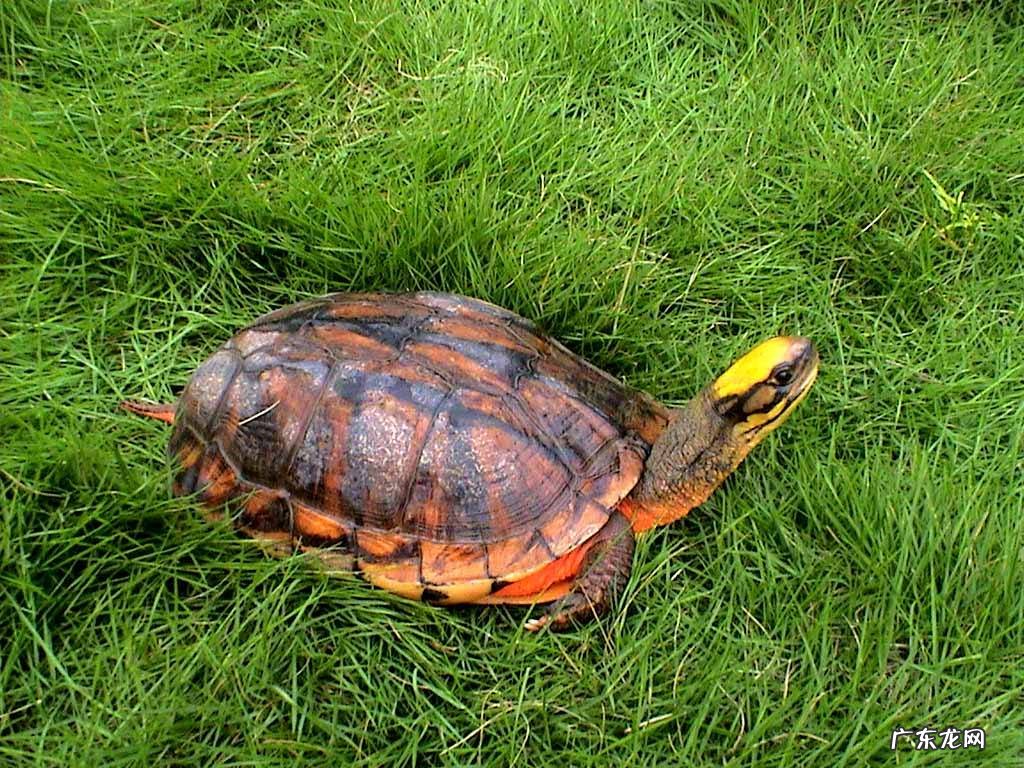 风水乌龟一般养几只 风水乌龟养一只好还是两只好