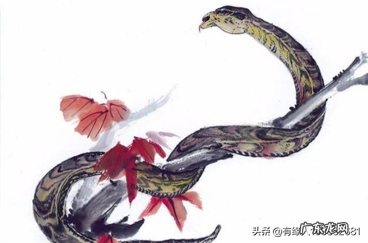 属蛇跟属虎相配吗?