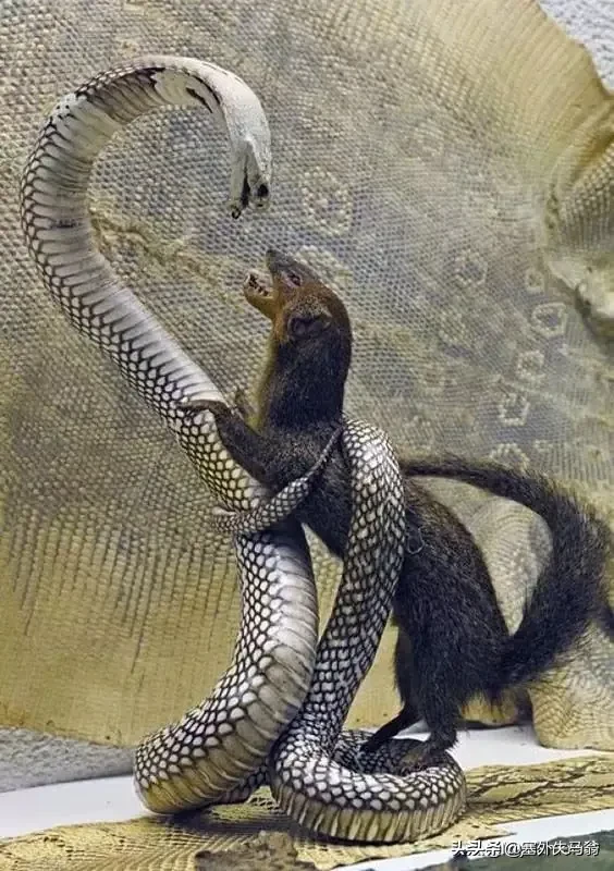 属蛇跟属虎相配吗？