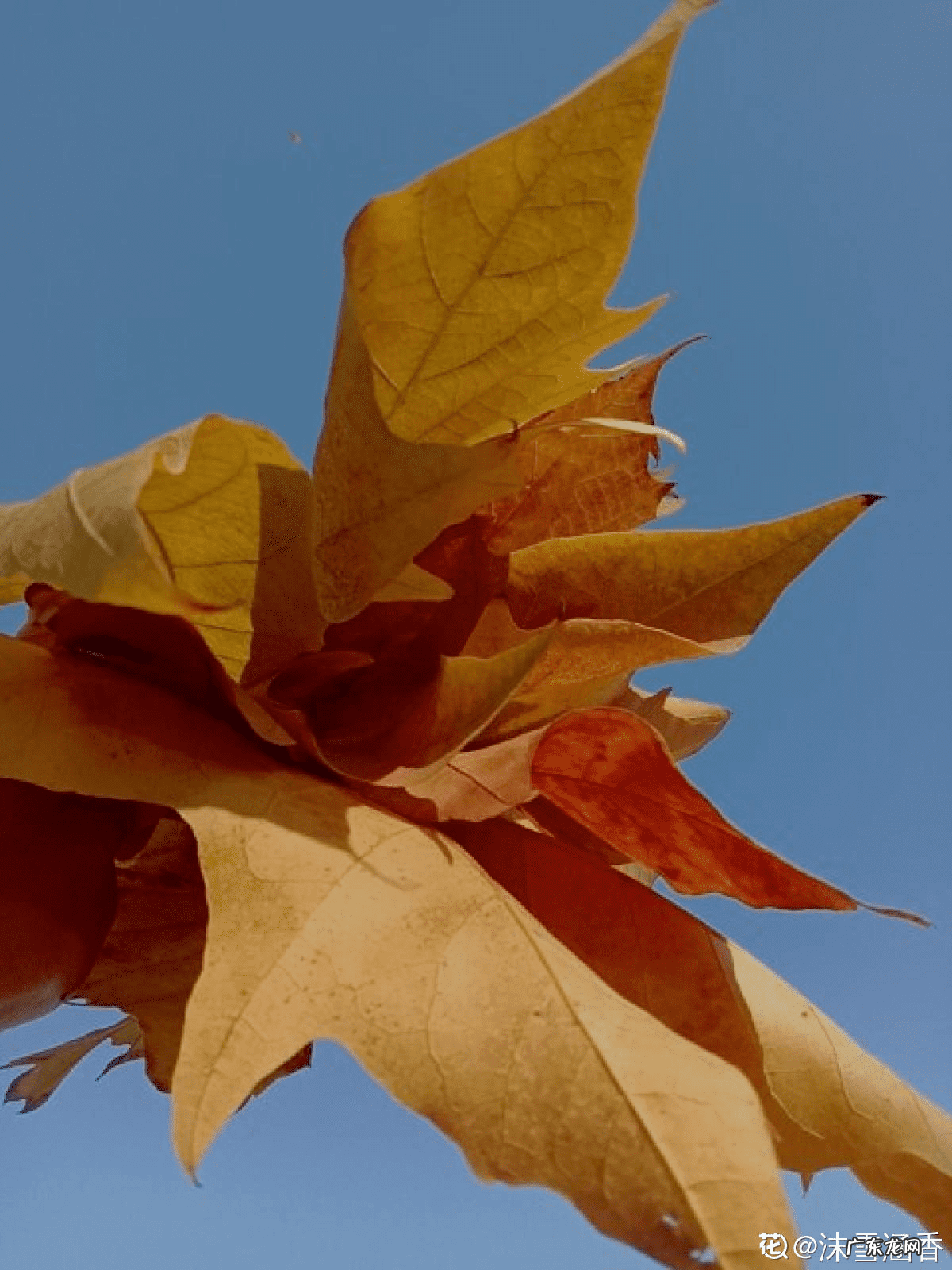 头发最近掉的厉害怎么办 头发掉的很厉害该怎么办