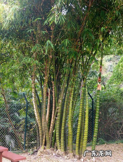 竹子喜不喜欢阳光 竹子怕太阳吗