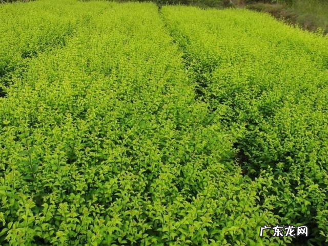 竹子喜不喜欢阳光 竹子怕太阳吗