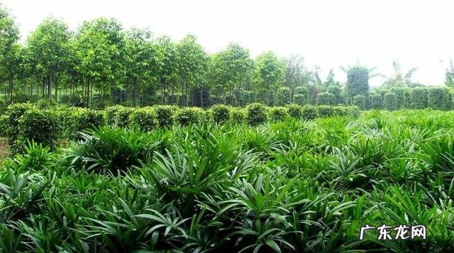 竹子喜不喜欢阳光 竹子怕太阳吗