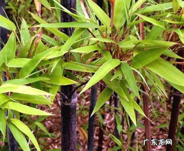 竹子喜不喜欢阳光 竹子怕太阳吗