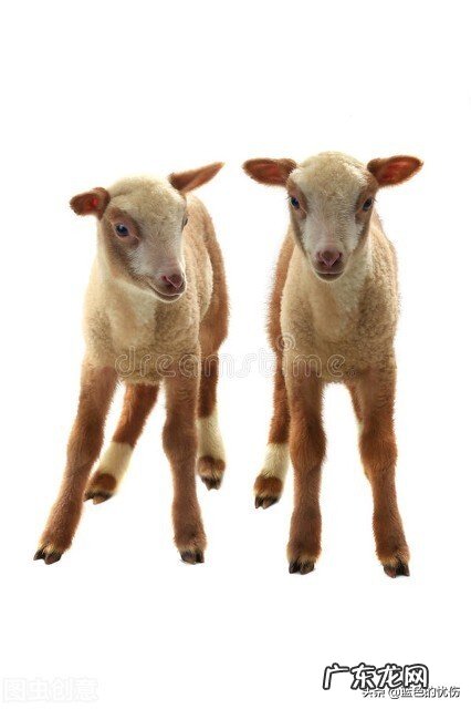 属羊的人对什么最敏感?