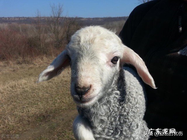 属羊的人对什么最敏感?