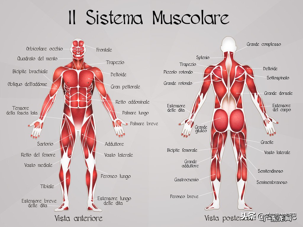 我165，116斤微胖，我现在每天练hiit，想问一下有氧的局部塑形要每天全身做吗，还是隔天做不同部位？