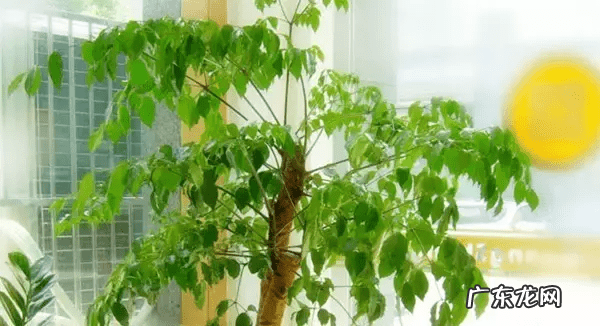 种什么植物对风水好 风水上种什么植物好