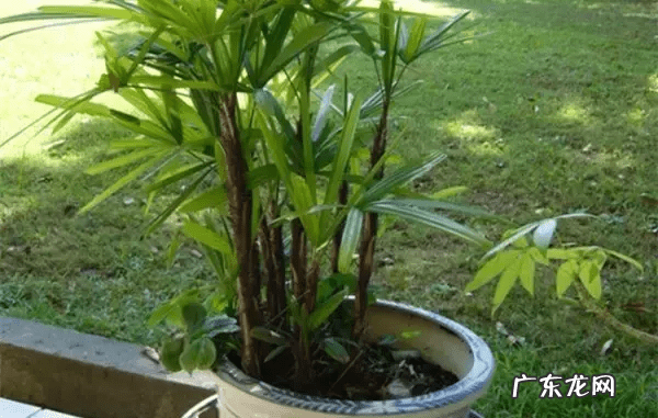 种什么植物对风水好 风水上种什么植物好