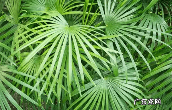 种什么植物对风水好 风水上种什么植物好