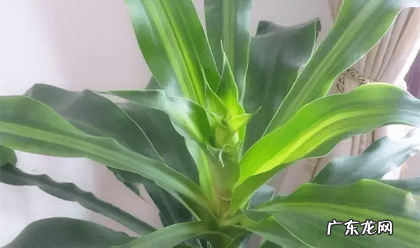 种什么植物对风水好 风水上种什么植物好