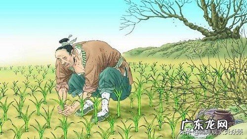 拔苗助长告诉我们什么道理?