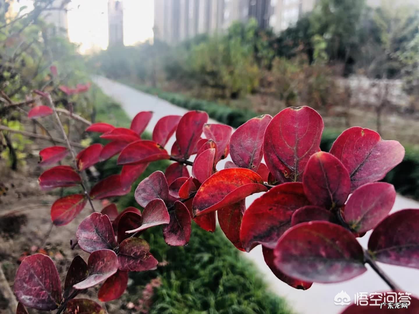 最唯美伤感句子,是否伤过的心真的会变得更加坚毅?