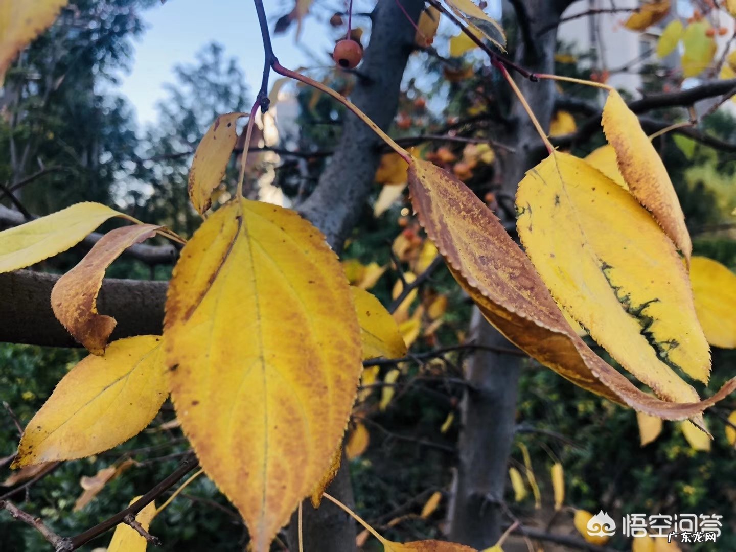 最唯美伤感句子,是否伤过的心真的会变得更加坚毅?