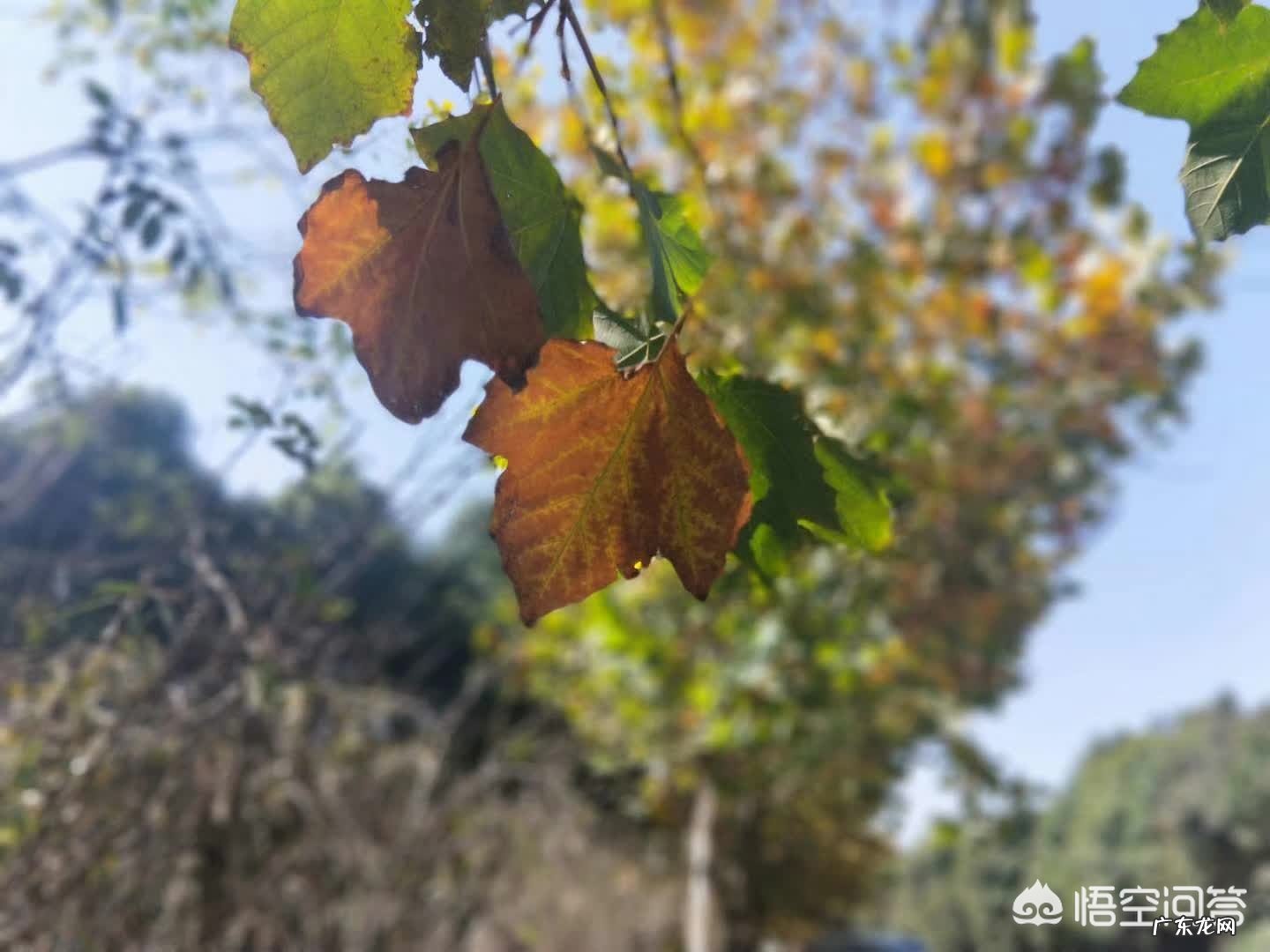 最唯美伤感句子,是否伤过的心真的会变得更加坚毅?