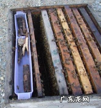 新收来的蜜蜂进粉后还需要饲喂吗7?